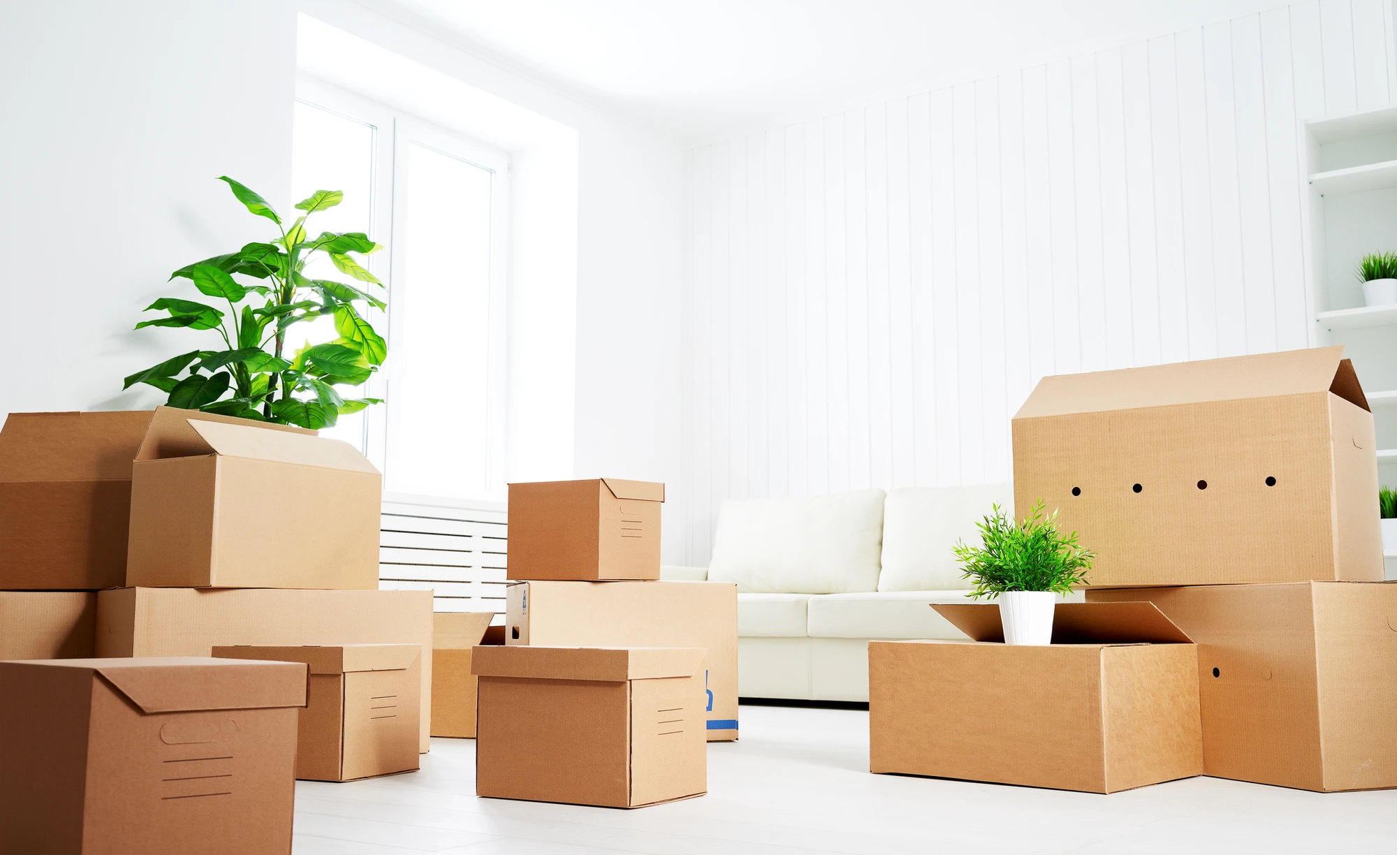 Professional Mover